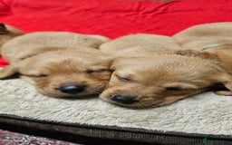 Labrador Retriever dogs for sale: Stunning fox red labrador puppies for sale - Image 8