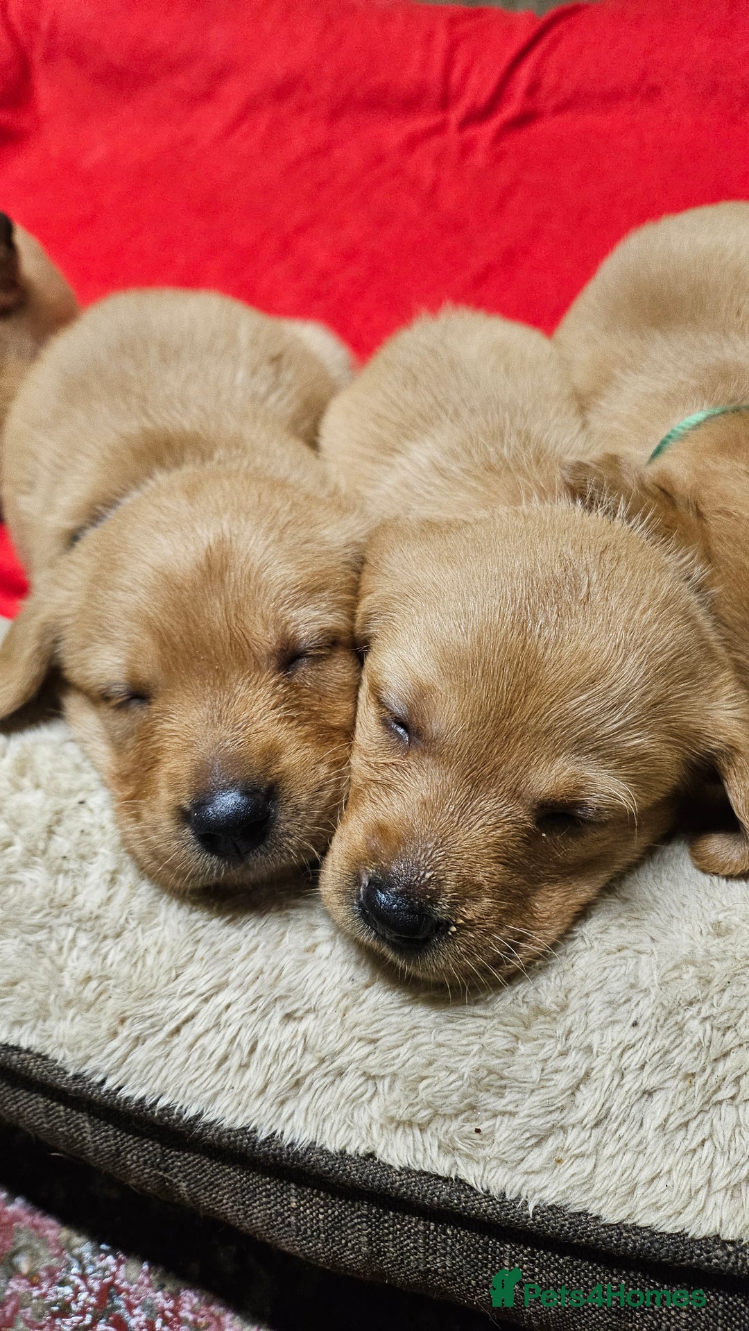 Labrador Retriever dogs for sale: Stunning fox red labrador puppies for sale - Image 8