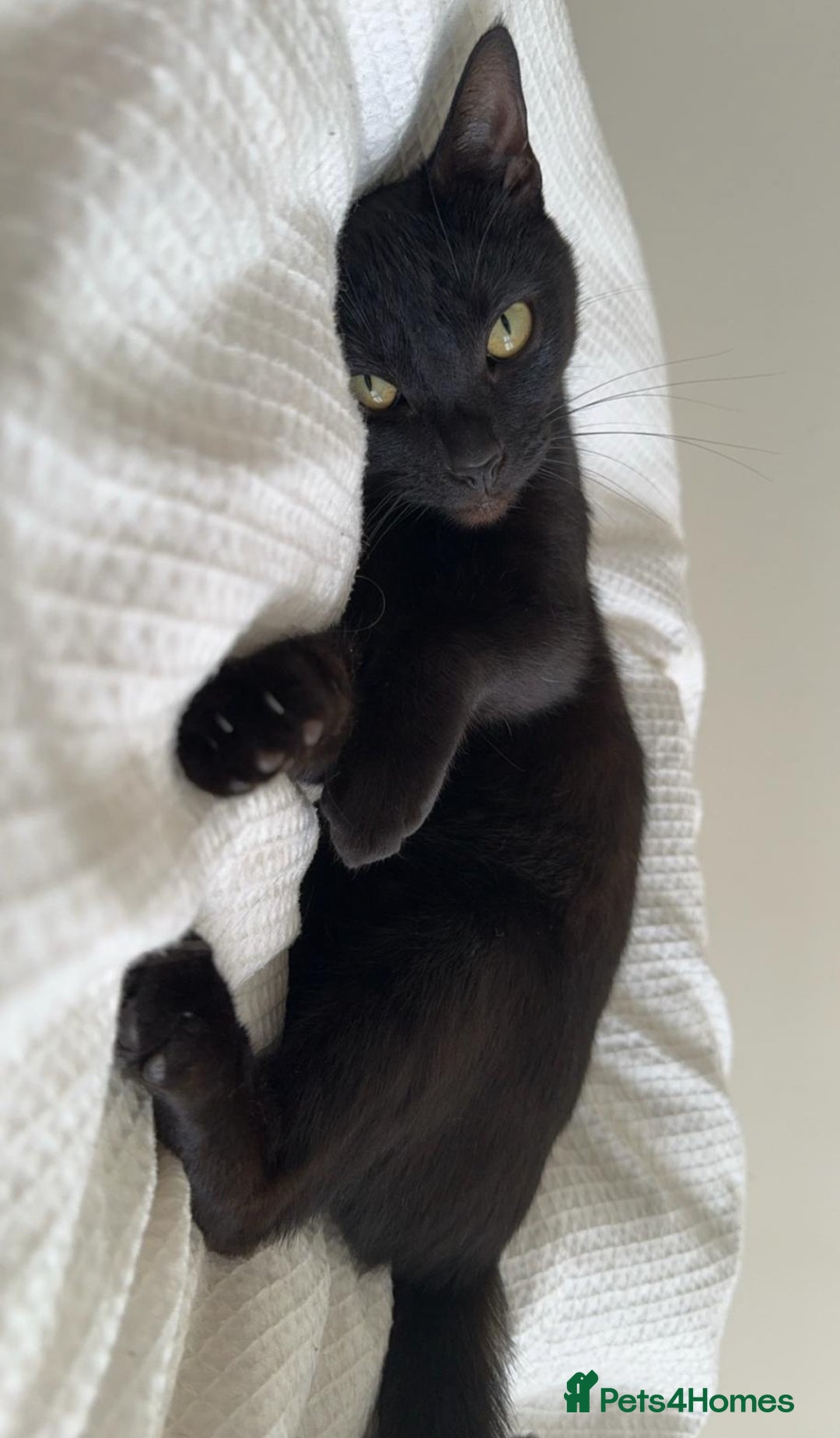 Bombay cats for sale: two gorgeous black males  - Advert 1