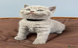 British Shorthair cats for sale: 5 Star - BSH Litter (Two Cinnamon, Fawn & Lilac) - Image 5