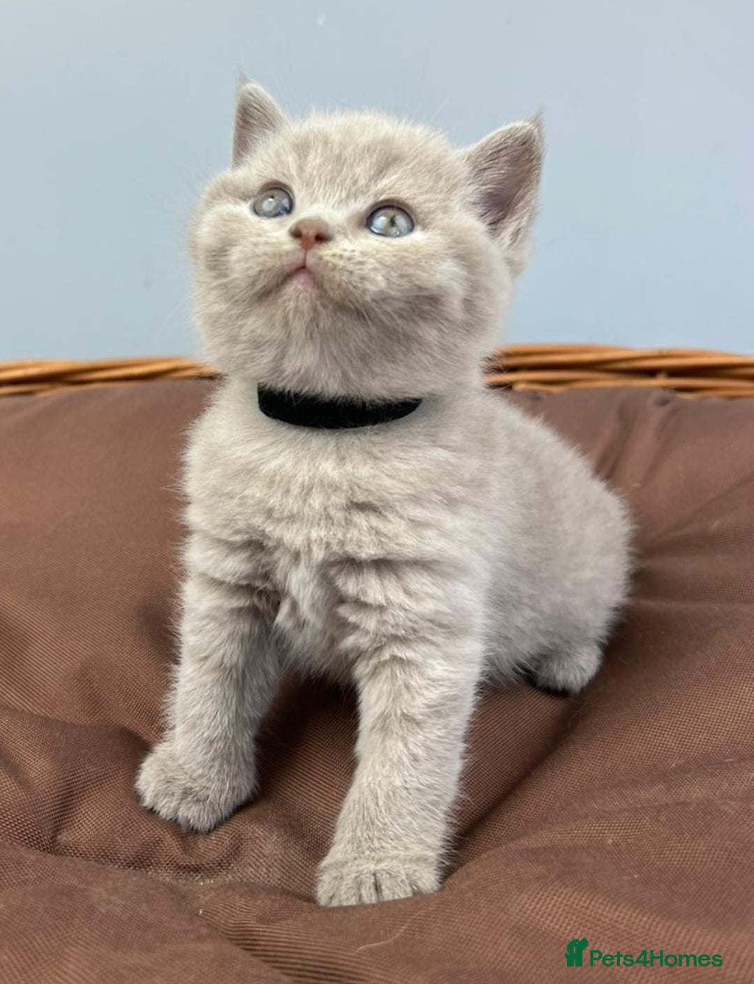 British Shorthair cats for sale: 5 Star - BSH Litter (Two Cinnamon, Fawn & Lilac) - Image 5