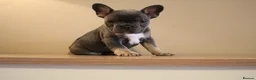 French Bulldog dogs for sale: Stunning Frenchie pups  - Advert 1