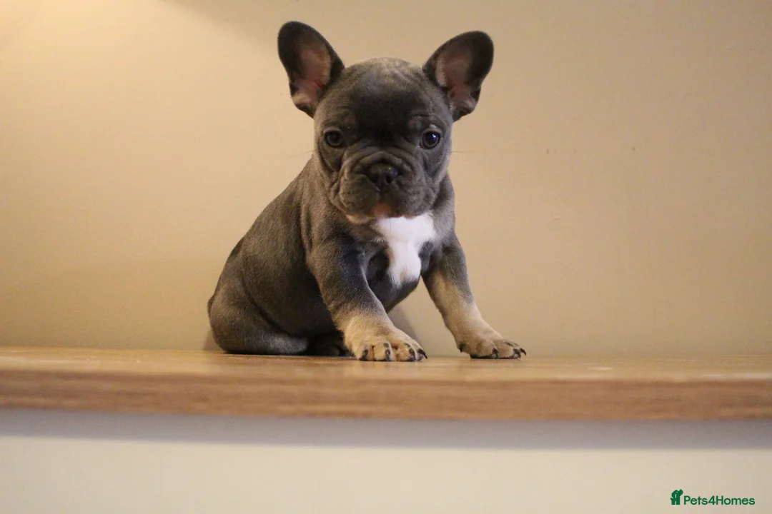 French Bulldog dogs for sale: Stunning Frenchie pups  - Advert 1