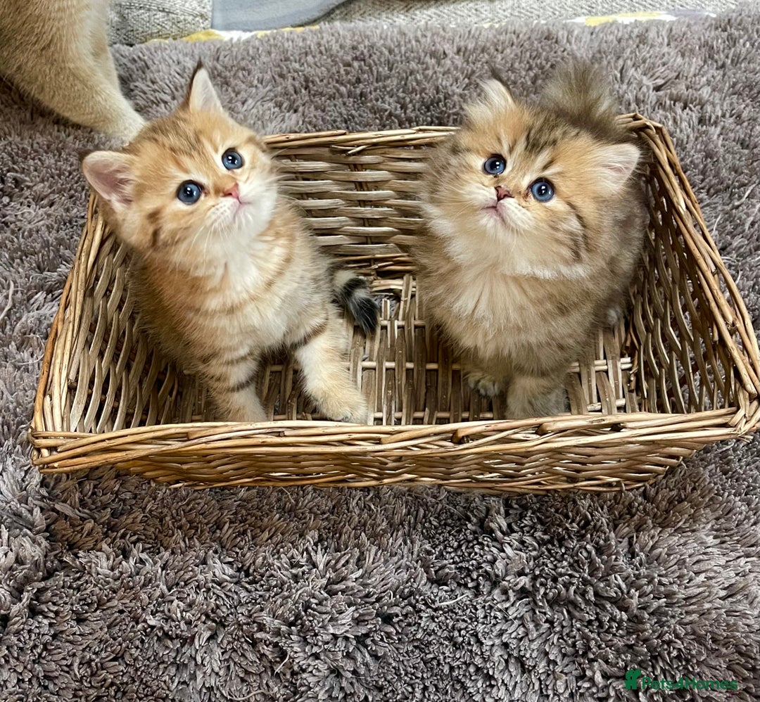 British Shorthair cats for sale: Lovely Golden BSh/BLh kittens/ 2 girls/ 💝 - Image 1