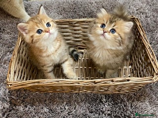 British Shorthair cats - Advert 1