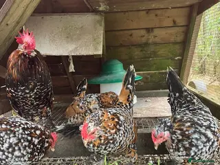 Chickens poultry bar bu duccle bantam - Advert 1