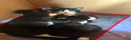 Mixed Breed cats for sale: Five Loving Kittens Ready for Forever Homes - Advert 1