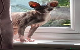 Sphynx cats for sale: Sphynx Adult Spayed Female - Image 5