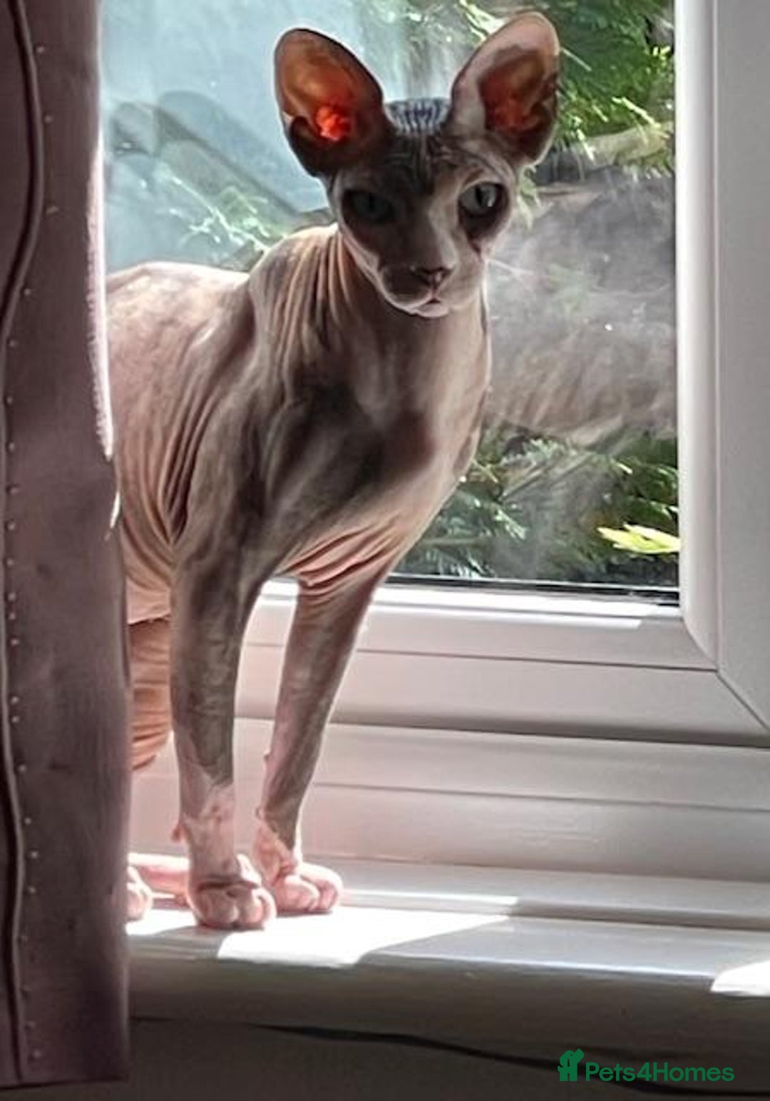 Sphynx cats for sale: Sphynx Adult Spayed Female - Image 5