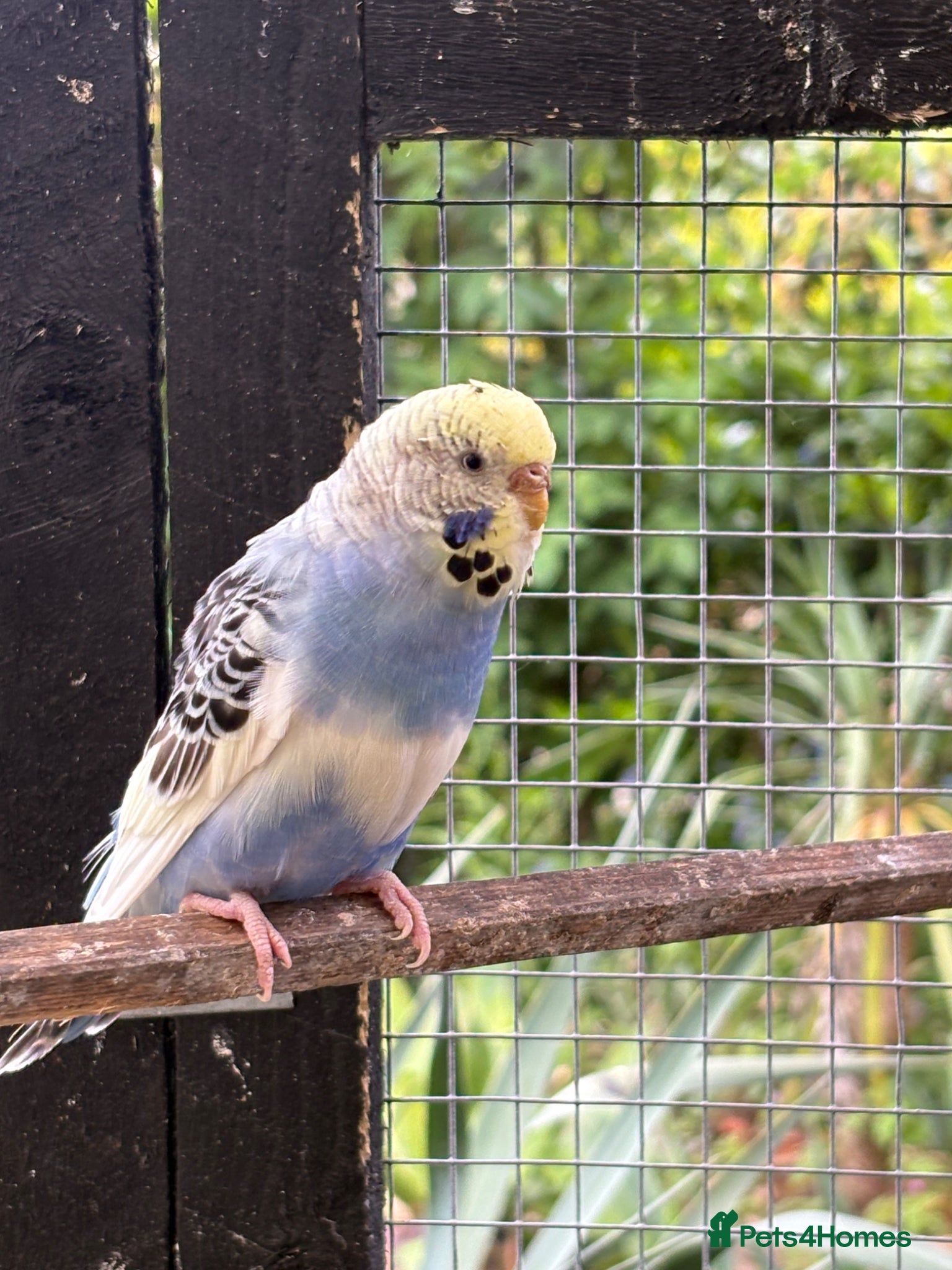 Budgerigars birds Hen budgie for sale - Advert 2