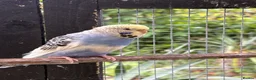 Budgerigars birds for sale: Hen budgie for sale in Scunthorpe - Advert 1