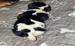 Cavalier King Charles Spaniel dogs for sale: Cavalier King Charles spaniel puppies  - Image 6