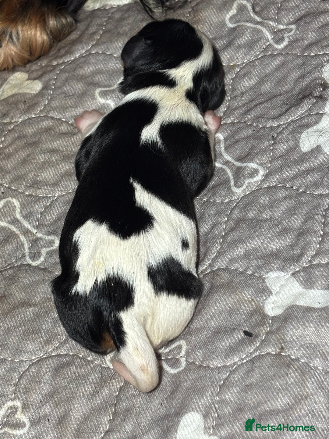 Cavalier King Charles Spaniel dogs for sale: Cavalier King Charles spaniel puppies  - Image 6