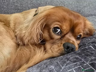 Cavalier King Charles Spaniel dogs in Daventry - Advert 39