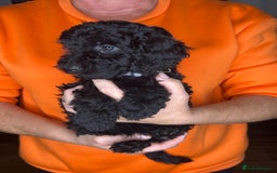Cockapoo dogs for sale: ONLY 2  LEFT OUTSTANDING TINY MINITURE COCKAPOOS  - Image 19
