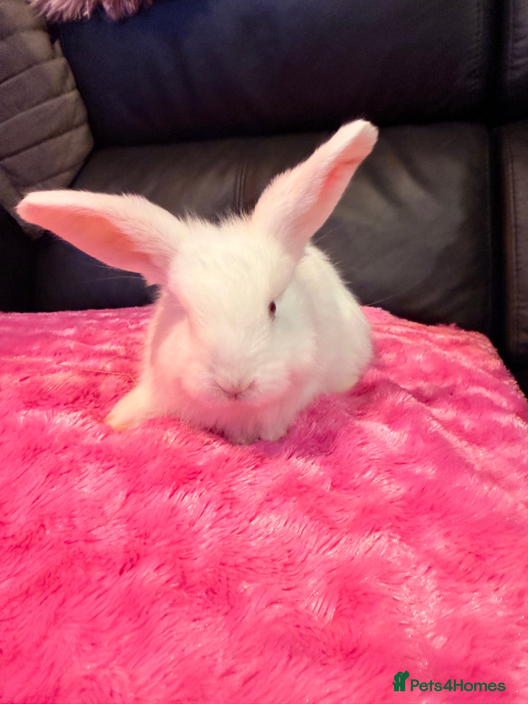 Mini Lop rabbits for sale: 2 LEFT! 8 Mini lop x Giant French lop babies - Advert 18