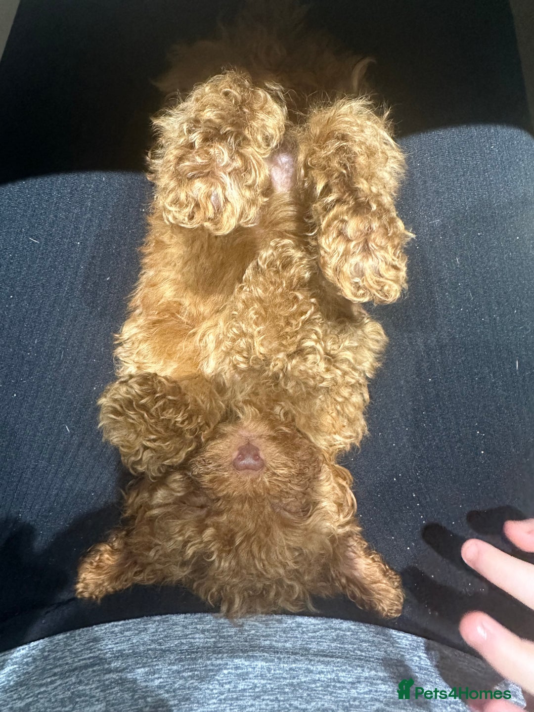 Maltipoo dogs for sale: Red Toy maltipoo puppy  - Advert 5