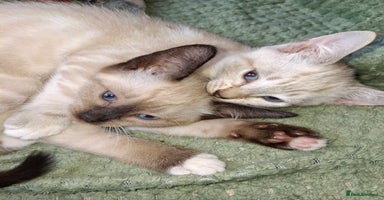 Mixed Breed cats - Advert 10