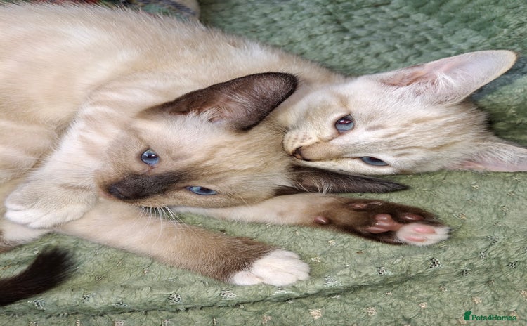 Mixed Breed cats - Advert 3