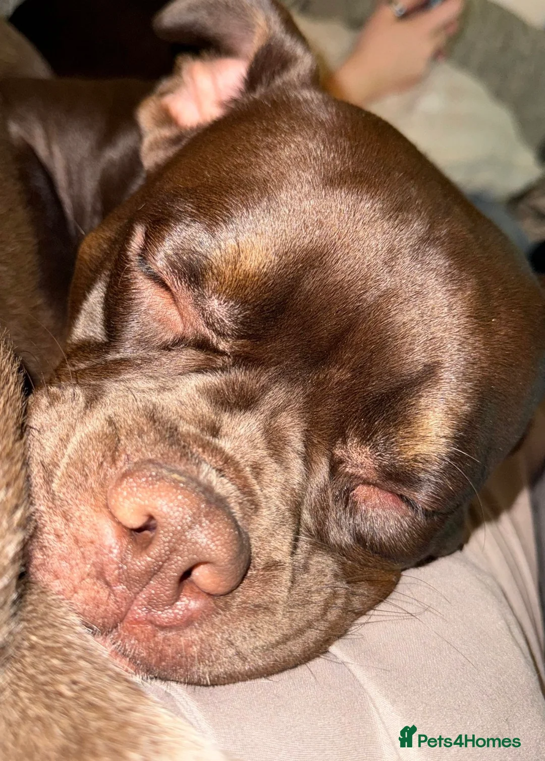 Mixed Breed dogs for sale: Need For A Loving Home - English Bulldog Mix in Aylesbury - Advert 2