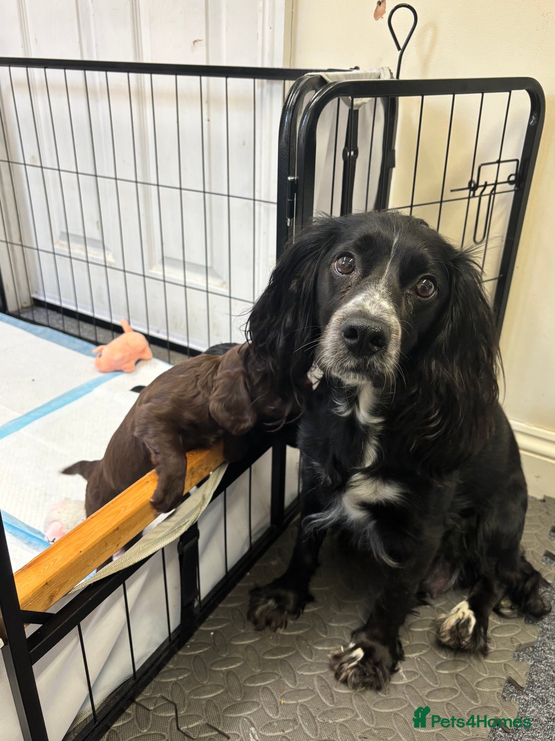 Cocker Spaniel dogs for sale: Working cocking spaniels  - Image 8