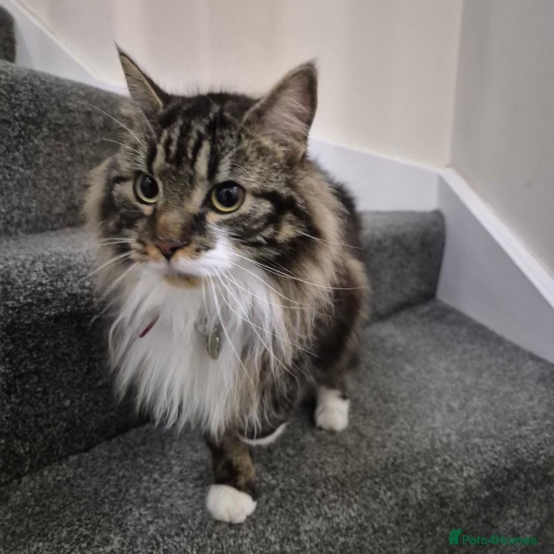 Mixed Breed cats for sale: Friendly Mixed-Breed Male Cat - Advert 2