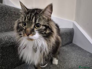 Mixed Breed cats Friendly Mixed-Breed Male Cat - Advert 1