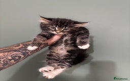 Maine Coon cats for sale: 5 amazing kittens  - Image 4