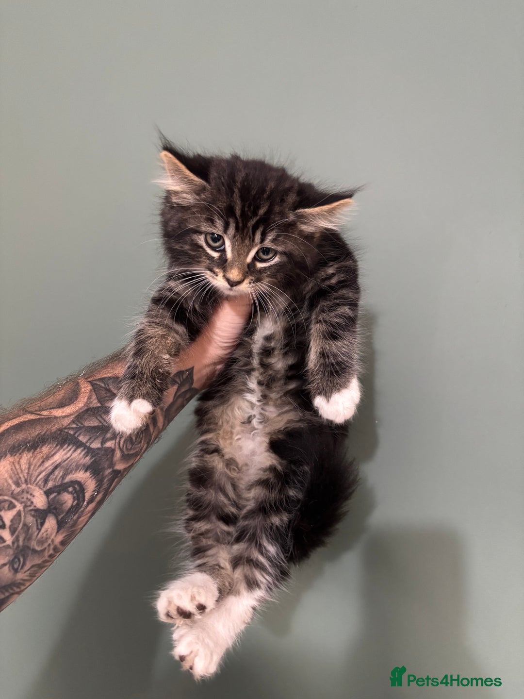 Maine Coon cats for sale: 5 amazing kittens  - Image 4