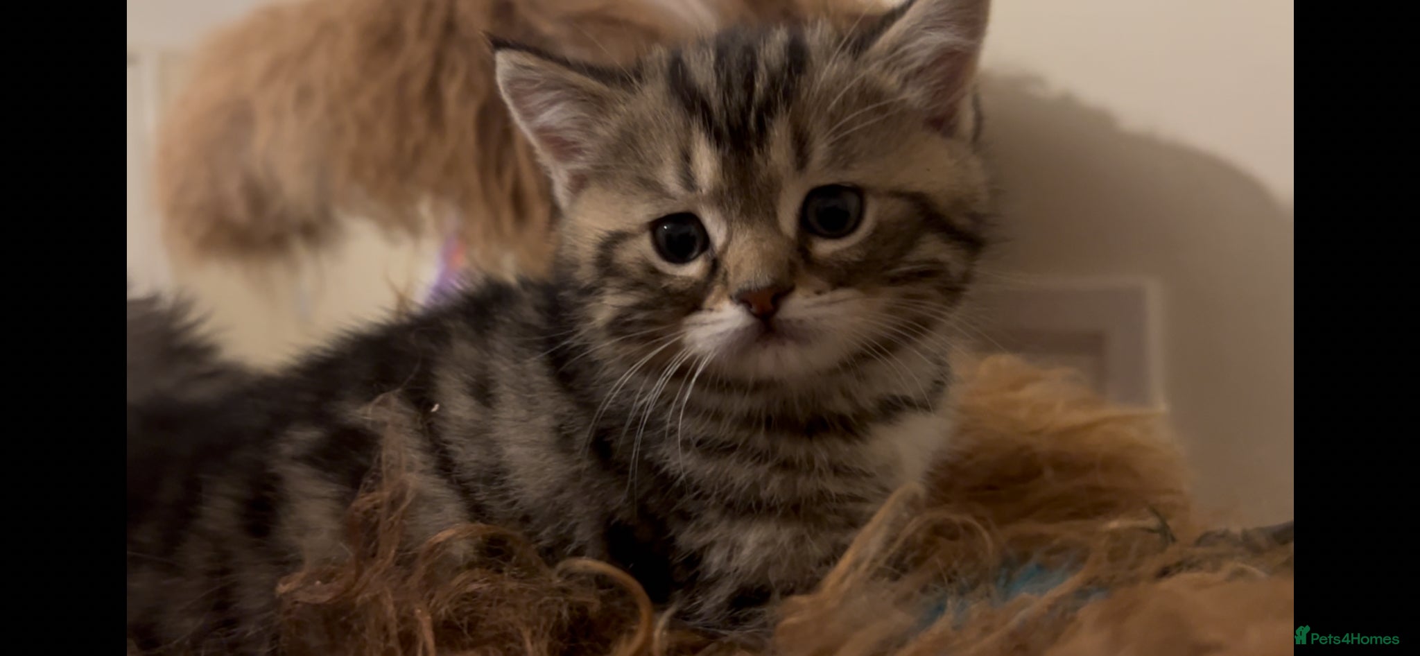 Munchkin cats Handsome Golden Tabby 🤗 - Advert 1