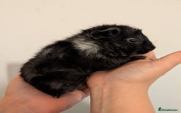 Guinea Pig rodents for sale: 3 x male guinea pigs  - Image 4