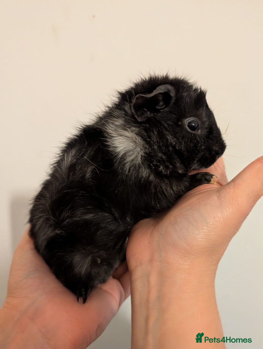 Guinea Pig rodents for sale: 3 x male guinea pigs  - Image 4