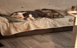 English Bulldog dogs for sale: 2 English bulldogs💙💜 - Image 3