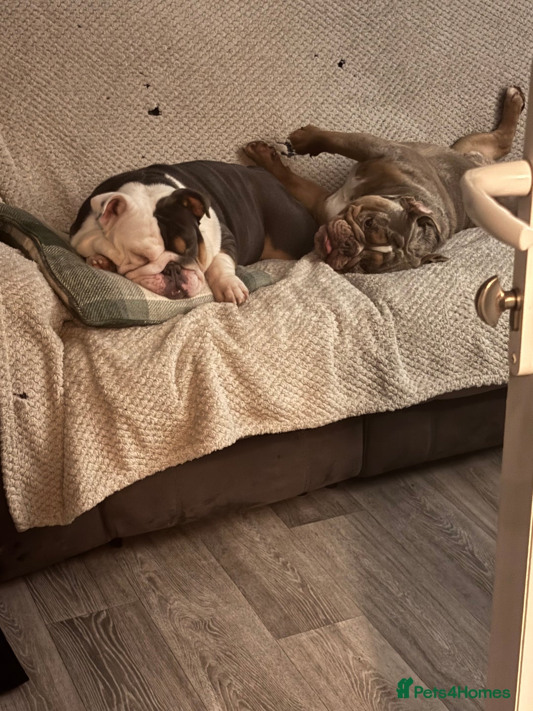 English Bulldog dogs for sale: 2 English bulldogs💙💜 - Image 3
