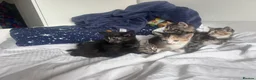 Mixed Breed cats for sale: Kittens looking forever home  in Reading - Advert 12