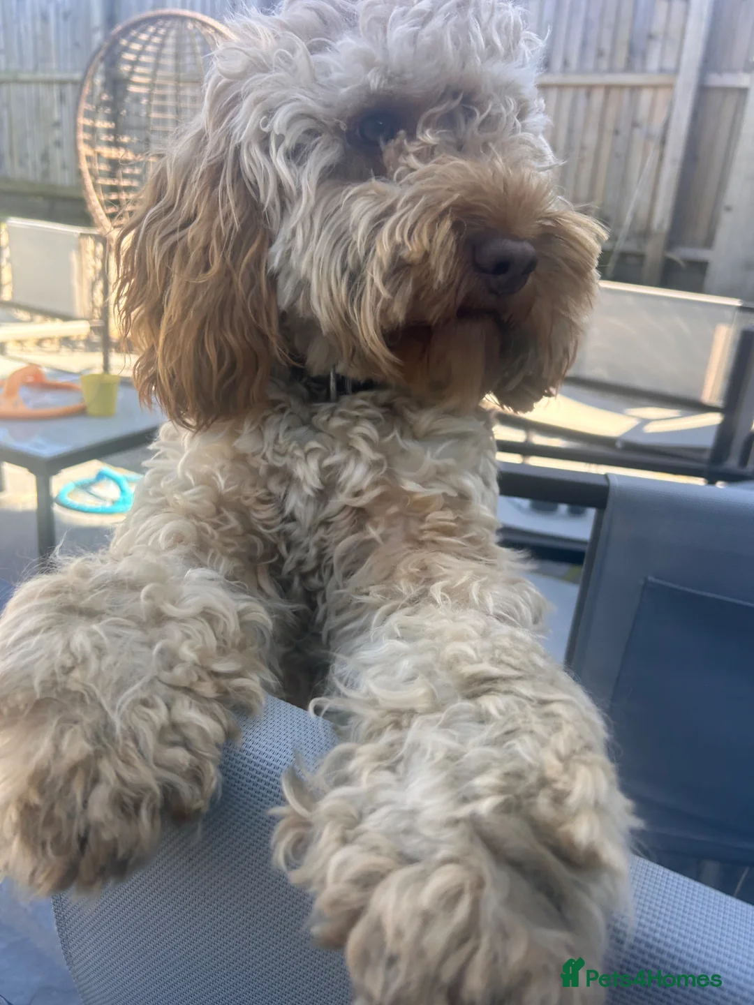 Cockapoo dogs for sale: 1 year old Cockerpoo  - Advert 2