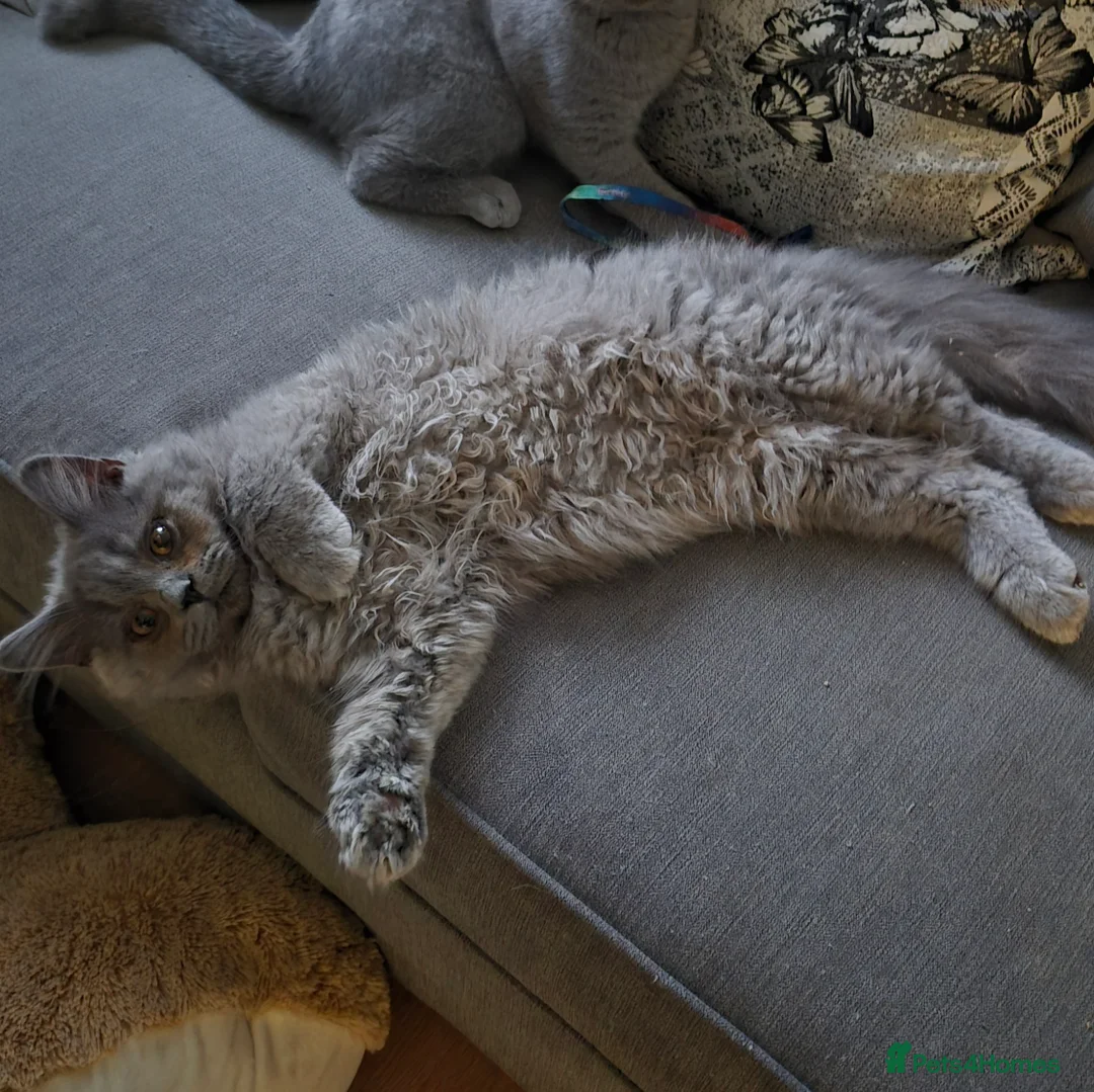 British Shorthair cats for sale: Brish Blue/Grey kittens❤️ in Wolverhampton - Advert 2