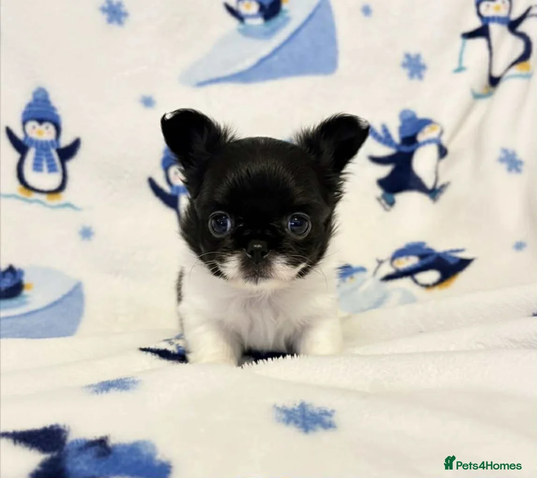 Chihuahua dogs for sale: Chihuahua  - Advert 8