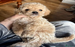 Cavachon dogs for sale: Super friendly, Litter trained Cavapoochon’s - Image 32