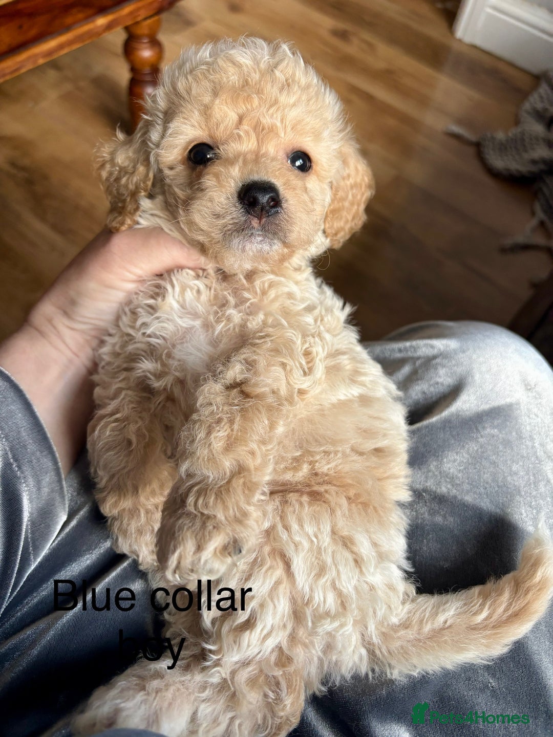 Cavachon dogs for sale: Super friendly, Litter trained Cavapoochon’s - Image 32
