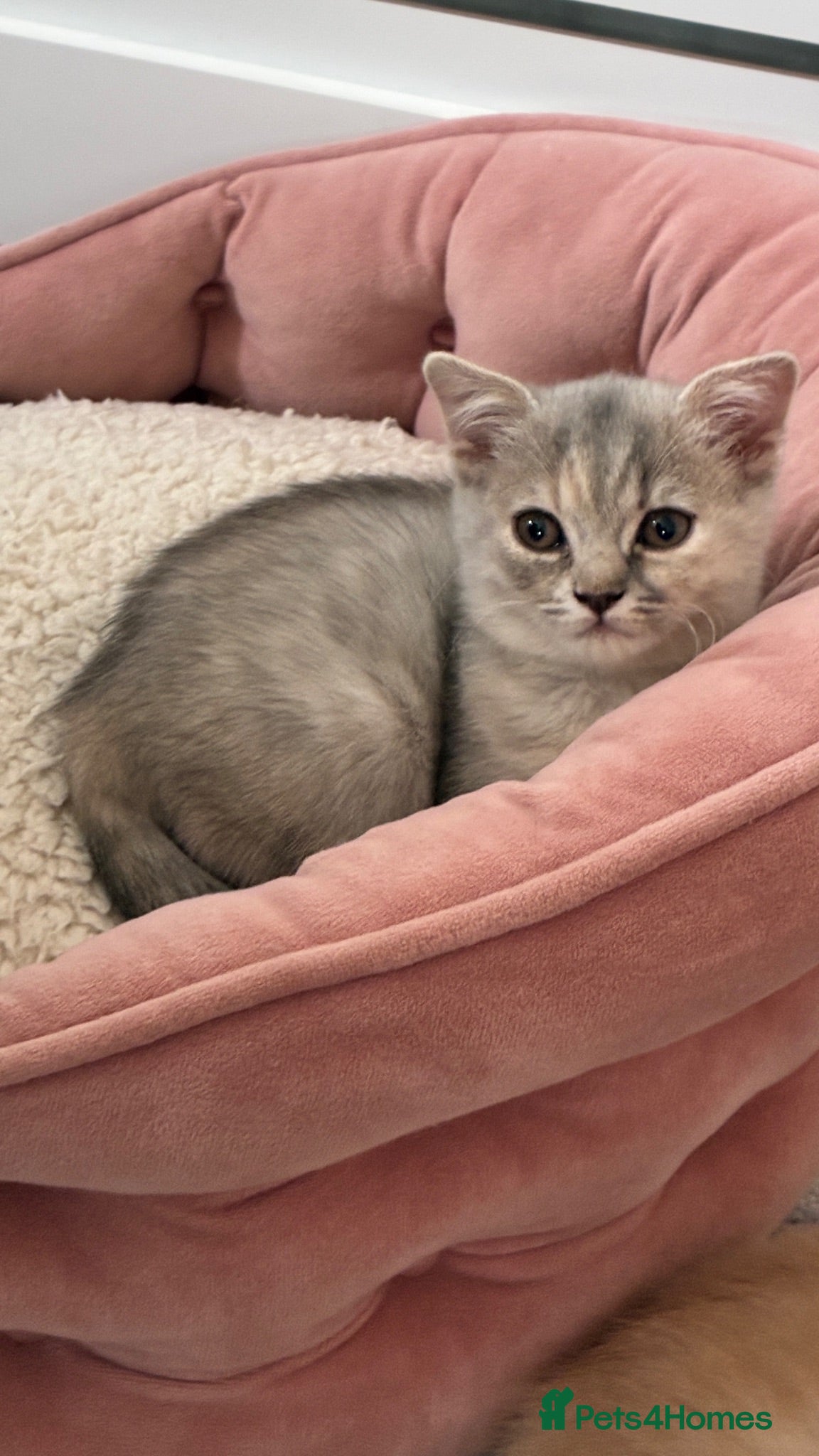 Scottish Fold cats Beautiful Scottish Fold /straight kittens 💕🩵 - Advert 1