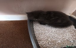 Domestic Shorthair cats for sale: Kittens  - Image 8