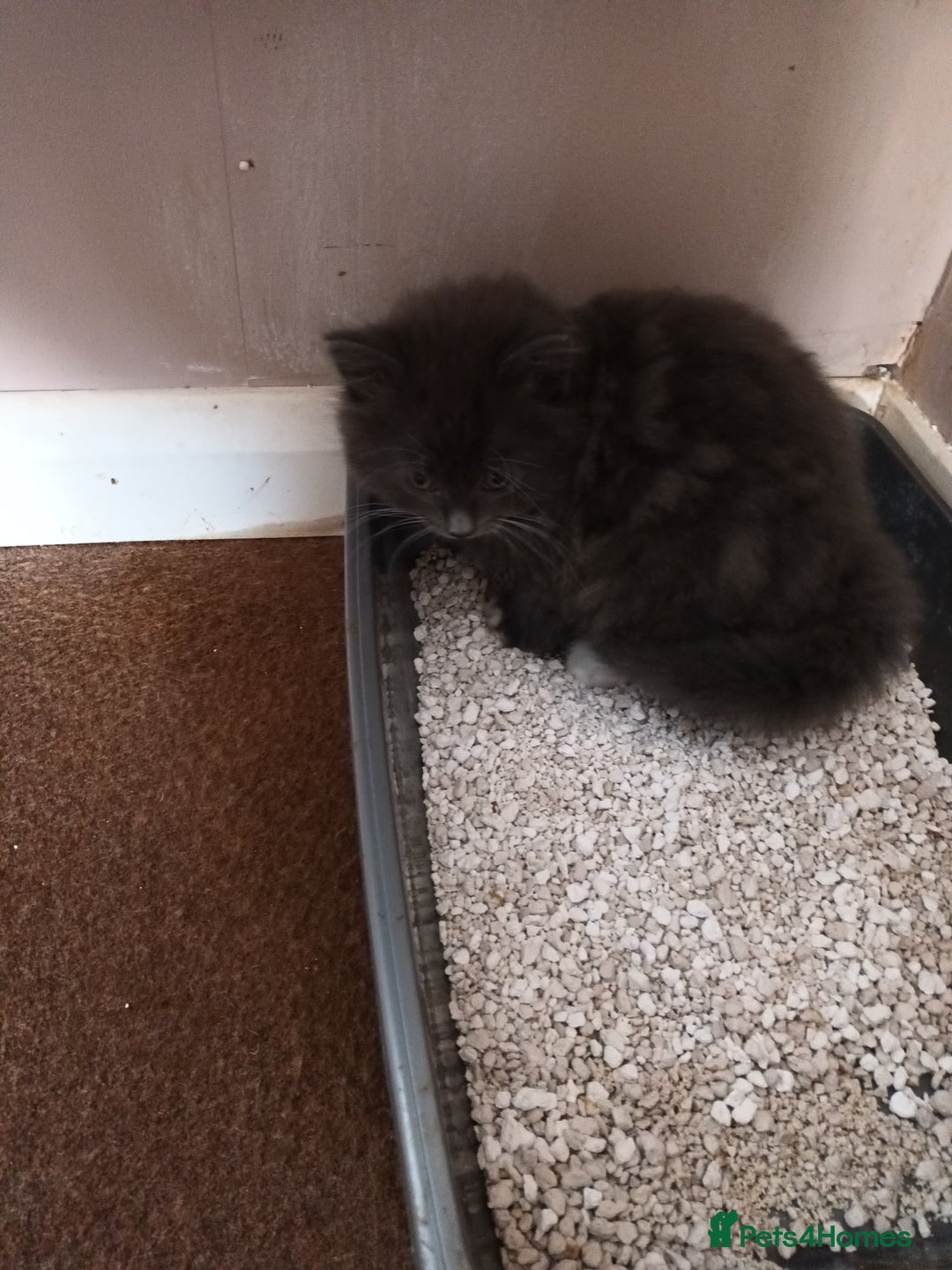 Domestic Shorthair cats for sale: Kittens  - Image 8