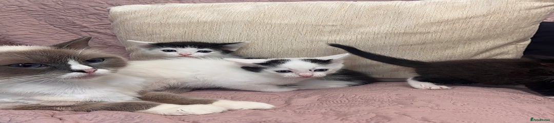 Ragdoll Kitten 3