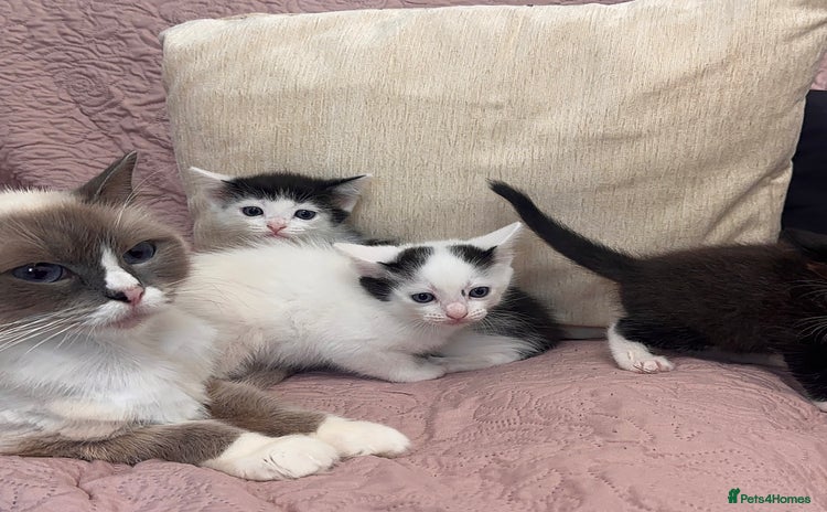 Ragdoll cats - Advert 2