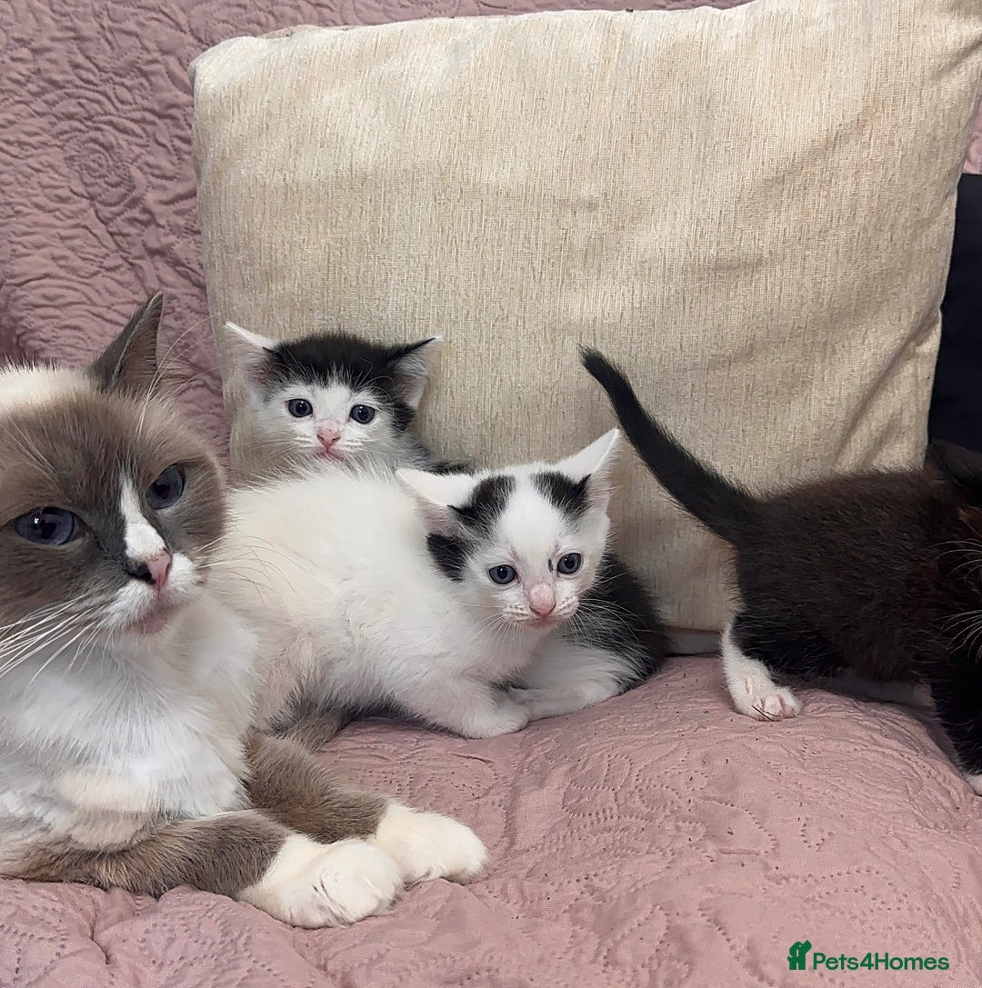 Ragdoll cats for sale: ✨ Three Gorgeous Long-Haired Ragdoll Mix Kittens ✨ - Image 1