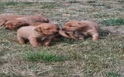 Labrador Retriever dogs for sale: Red Fox Labrador Puppies–Ready from 26th September - Image 16