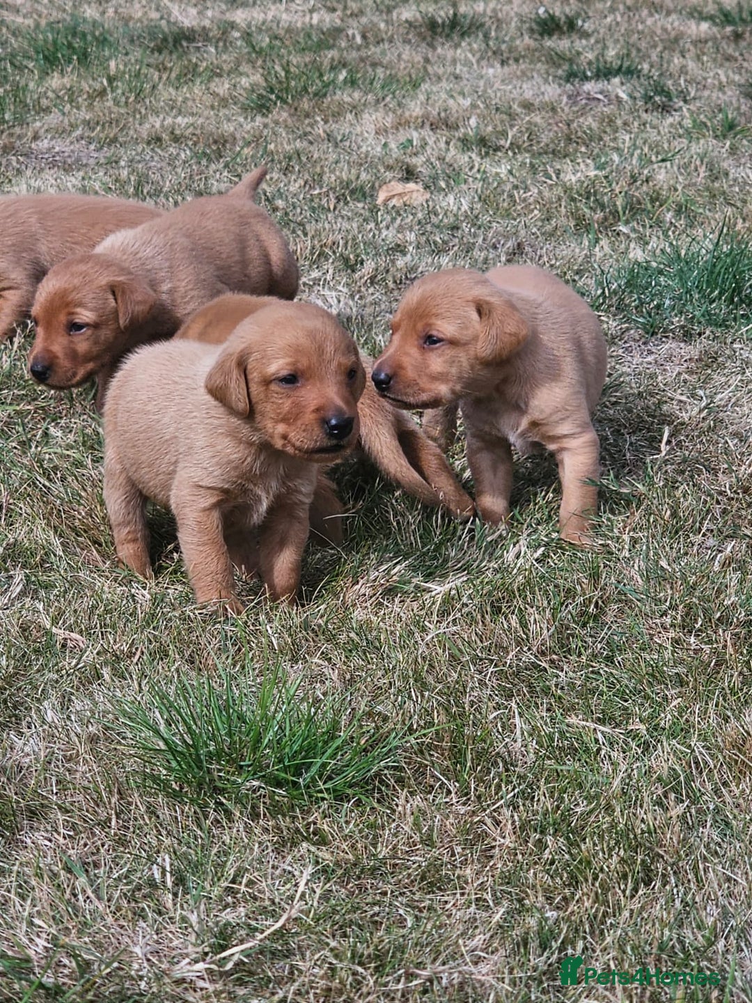Labrador Retriever dogs for sale: Red Fox Labrador Puppies–Ready from 26th September - Image 16