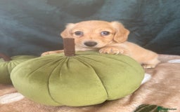 Miniature Dachshund dogs for sale: English creams miniature dachshunds  - Image 16