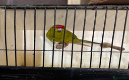 Parakeets birds for sale: Kakarikis  - Image 3